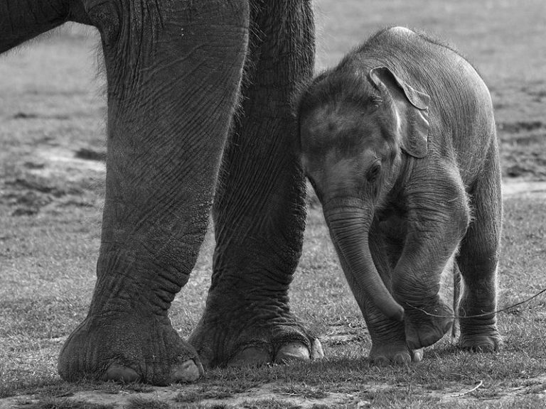 Baby Elephant Baby asian elephant with its mother at Whipsnade Zoo, Dunstable