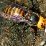 Asian giant hornet