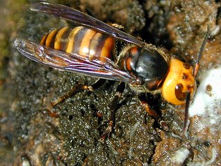 A Asian Giant Hornet