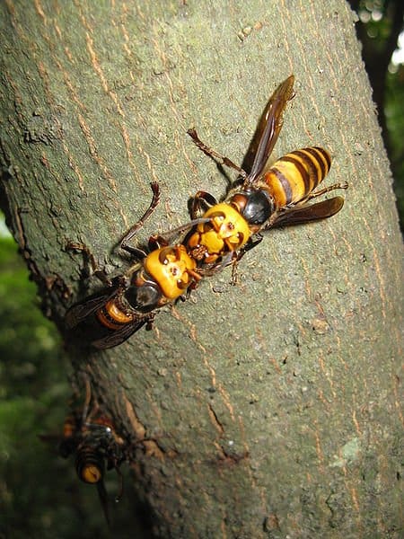 giant asian hornet queen