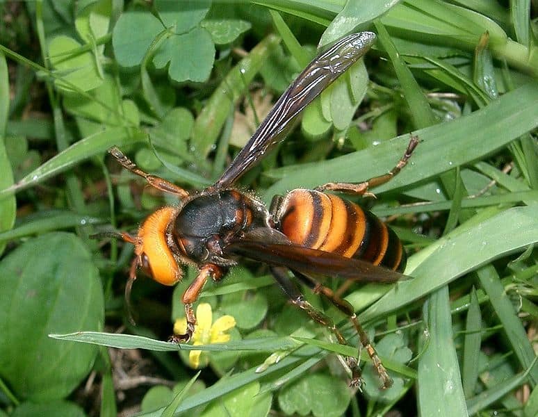 Giant Japanese Wasp