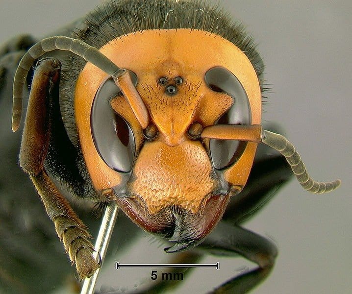 asian_giant_hornet4