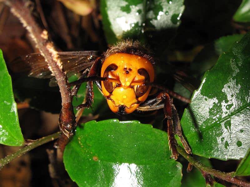 Vespa mandarinia japonica