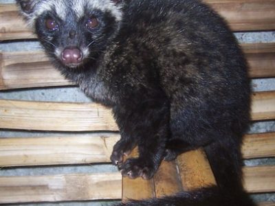 Asian Palm Civet Animal Facts | Paradoxurus hermaphroditus | AZ Animals