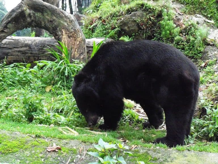 Asian black bear (Ursus thibetanus) in Padmaja Naidu Himalayan Zoological Park in Darjeeling, India.
