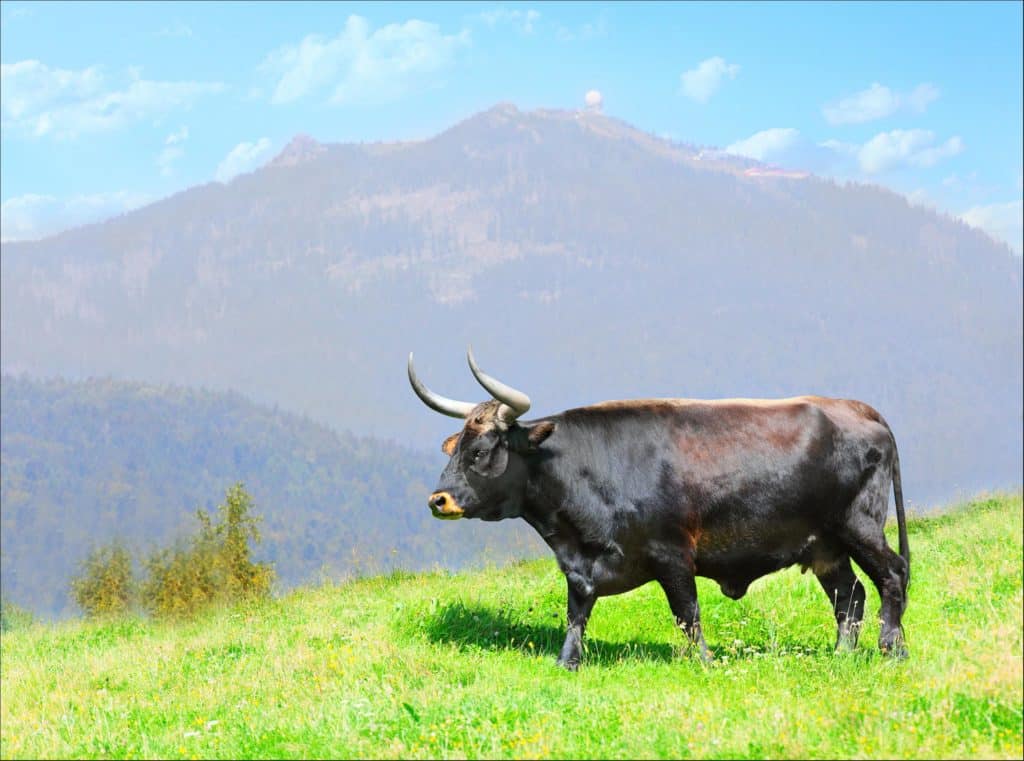 Aurochs were a type of wild bovine