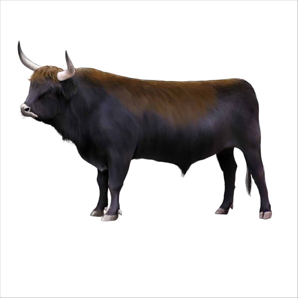 Aurochs - A-Z Animals