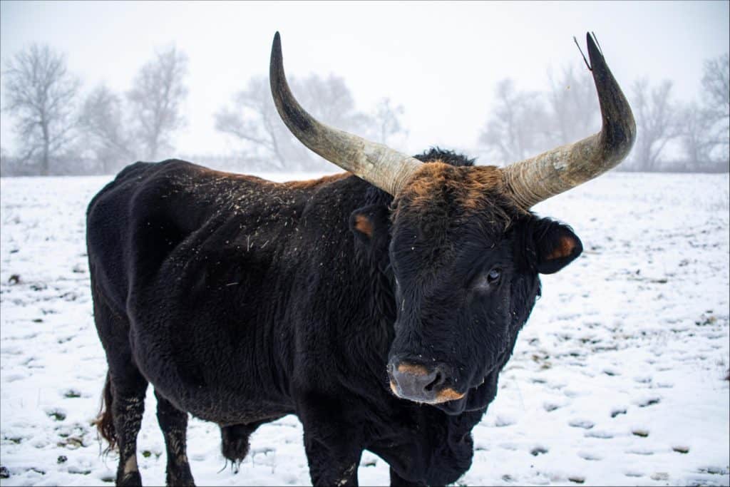 taurus animal eye