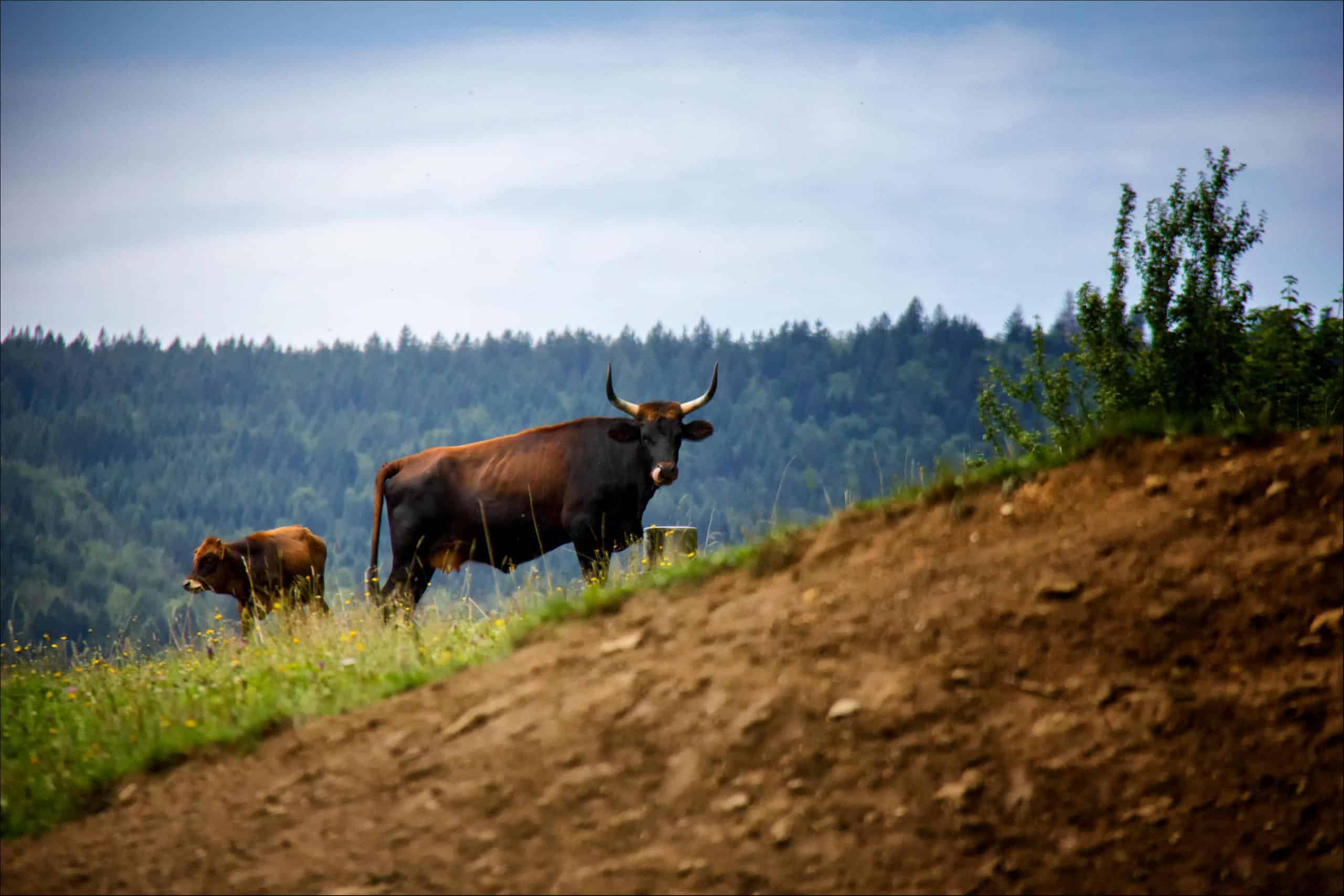 aurochs (Bos primigenius)