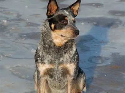 Australian Cattle Dog Picture