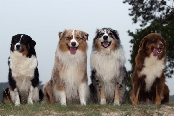 Group of Australian Shepherd dogs