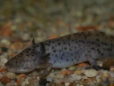 A Ambystoma mexicanum