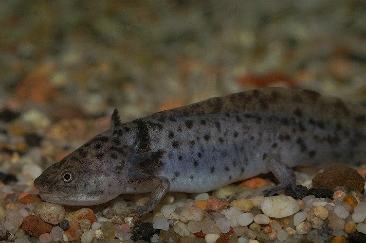 Axolotl moving among rocks under water