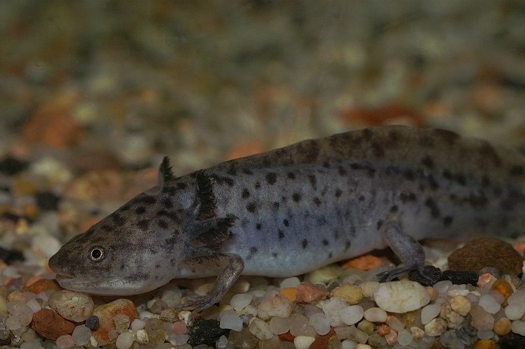 SA's Axolotl Diet