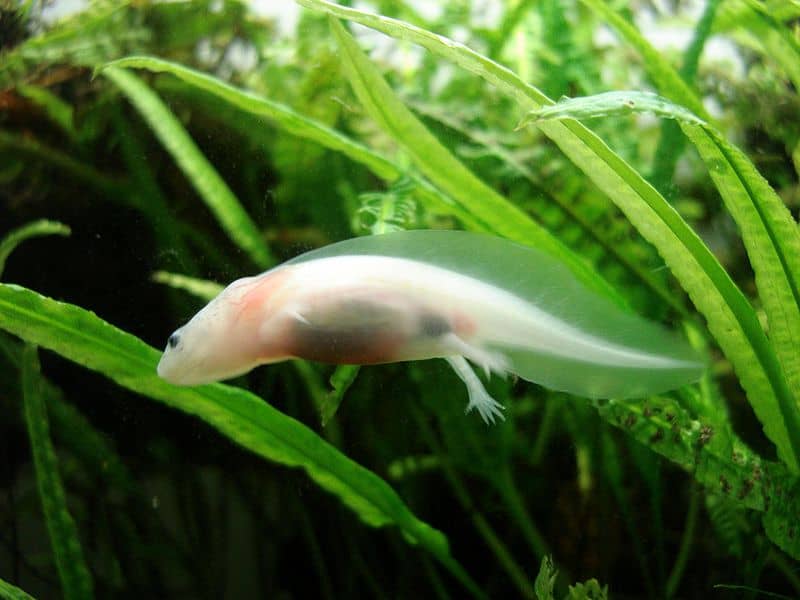 A white salamander swims among grassy reeds underwater