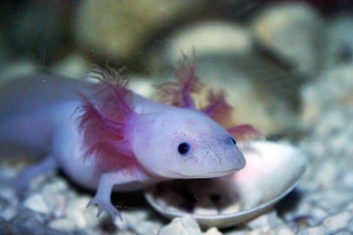 An albino axolotl among rocks underwater
