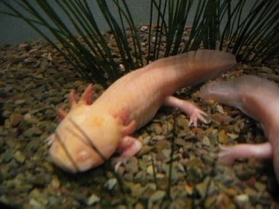 An albino axolotl swimming among reeds underwater