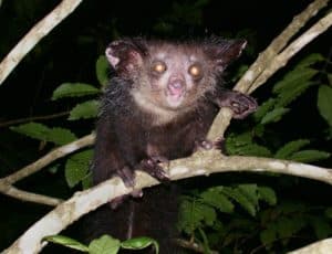 Aye-aye (Daubentonia madagascariensis)