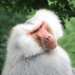 Baboon