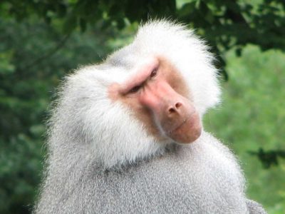 Baboon Picture