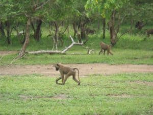 New Study: Do Baboons Recognize Gender Equality? Picture