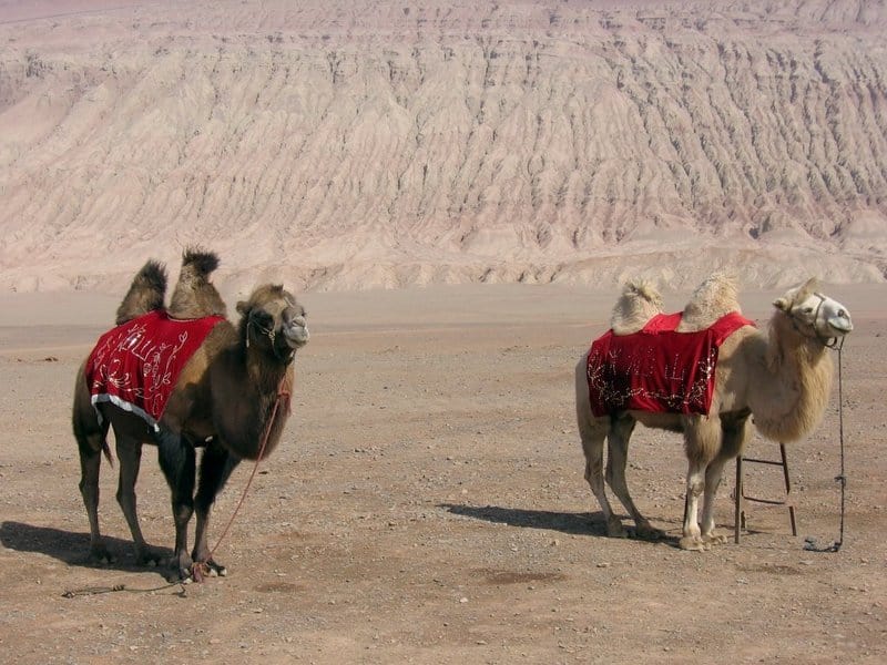 bactrian camel - Camelus ferus - domestic bactrian camels in the desert with saddles