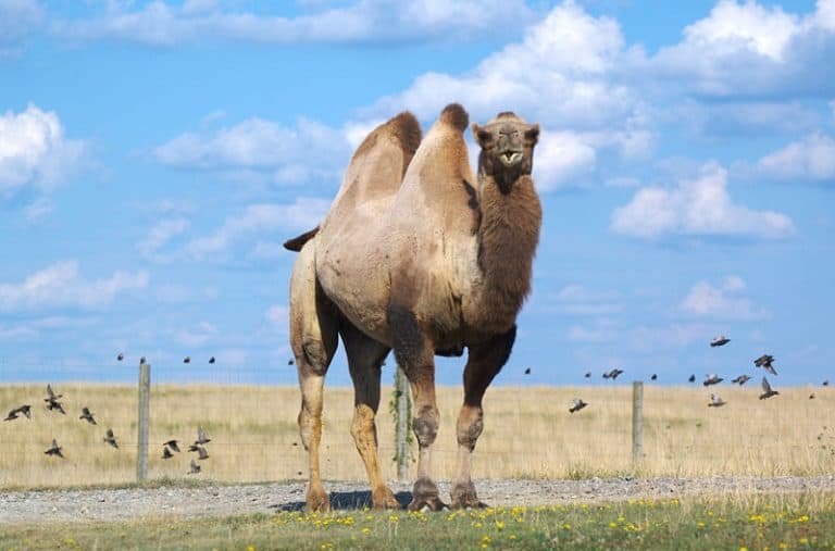 Bactrian Camel at The Wilds conservation center in Ohio, United States.