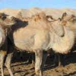Bactrian Camels in the Gobi Desert, Mongolia