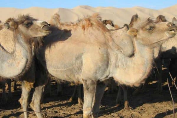 Bactrian Camels in the Gobi Desert, Mongolia
