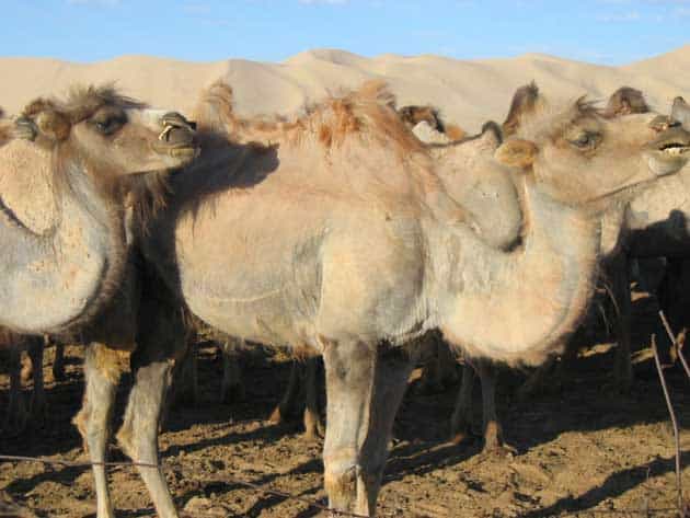 gobi desert plants and animals