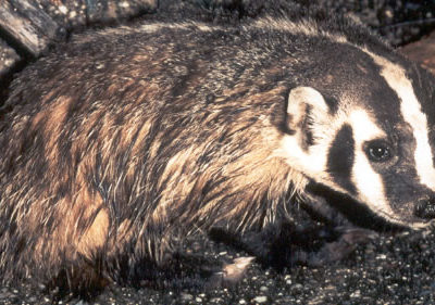 Badger Picture