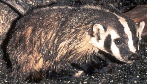 Badger (Taxidea taxus)