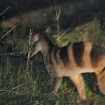 Banded palm civet