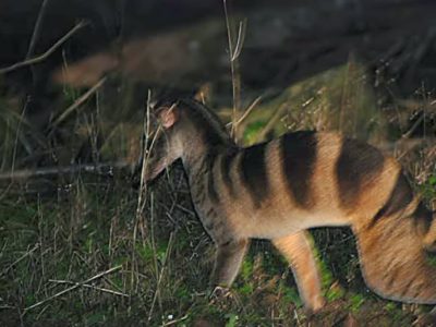 Banded Palm Civet Picture