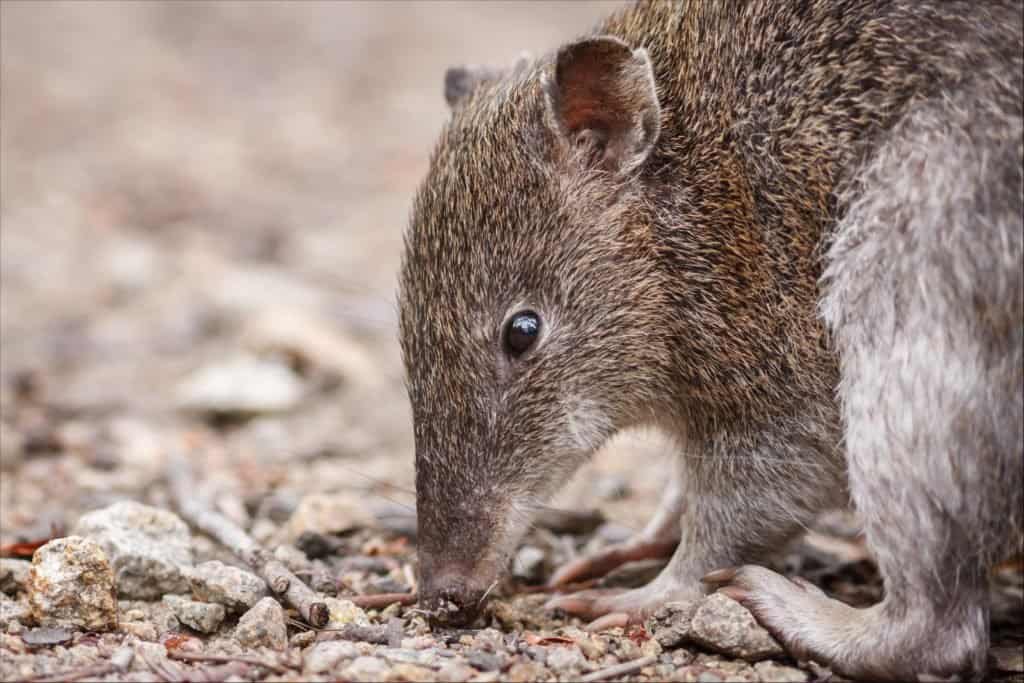 Southern Brown Bandicoot closeup of head at ground level while feeding on ground