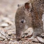 Bandicoots and bilbies