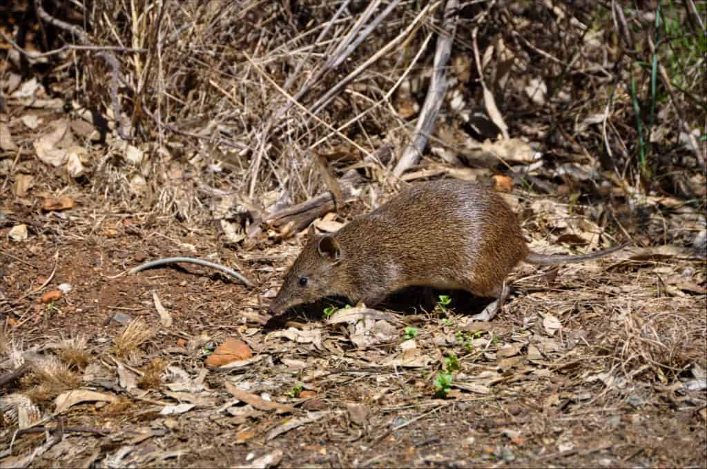 Bandicoot