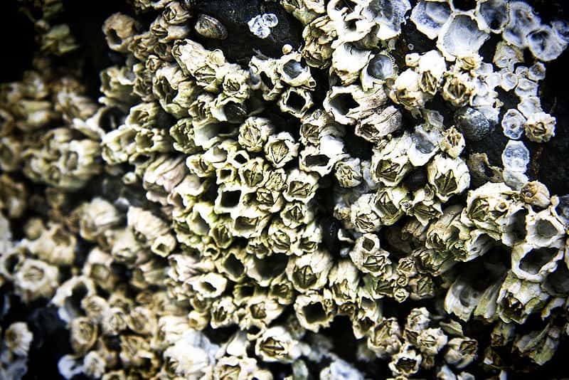 What are barnacles?