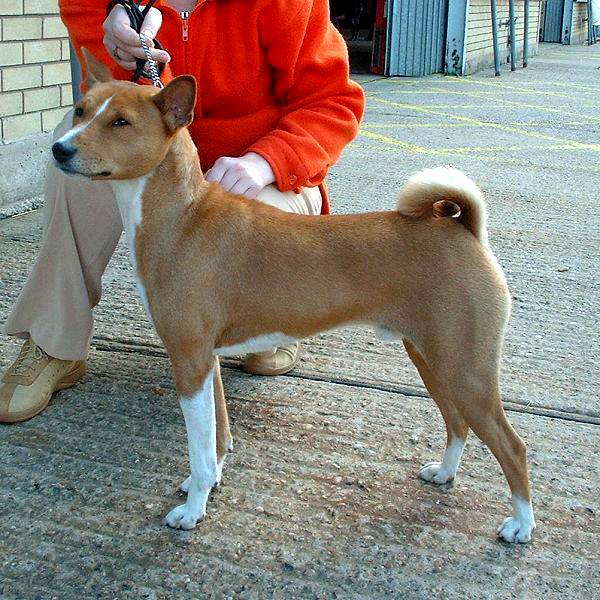 are basenjis smart dogs