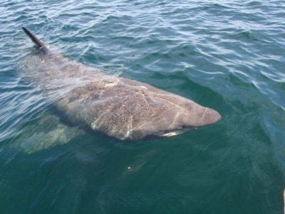 A Basking Shark