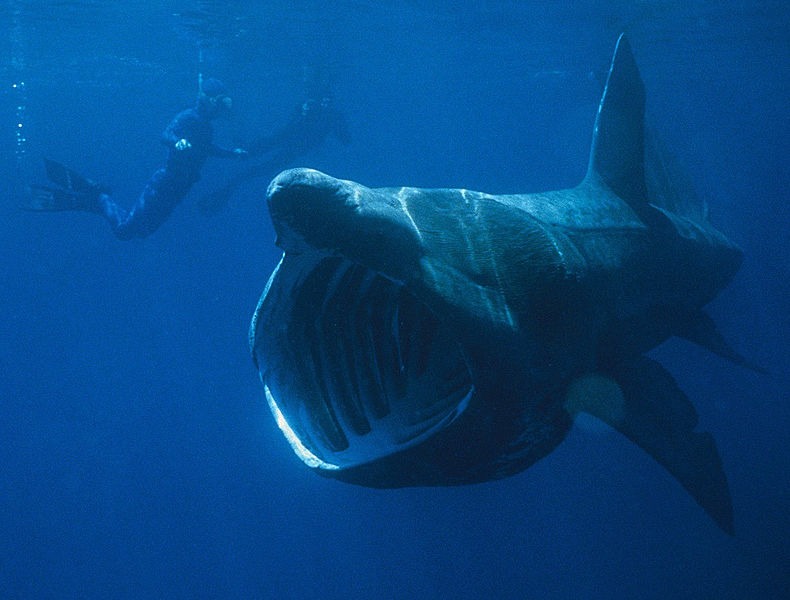 Basking Shark with mouth open