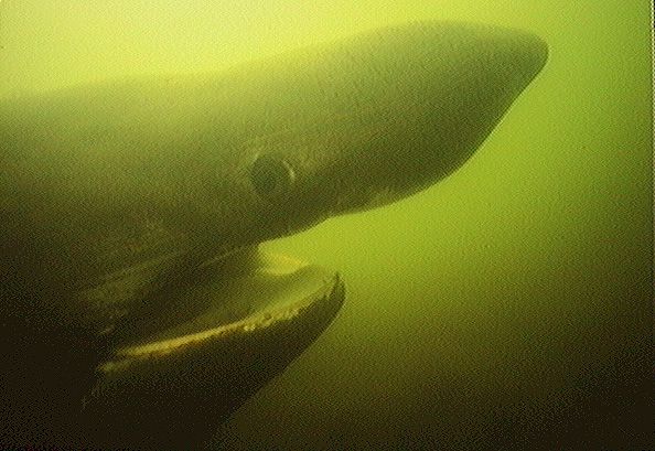 Basking Shark with mouth open
