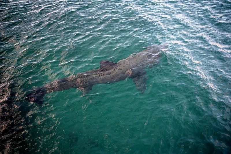 Basking Shark Fish Facts | Cetorhinus Maximus | AZ Animals