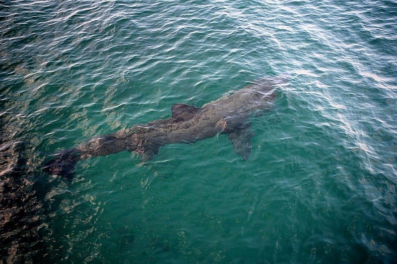 Basking Shark