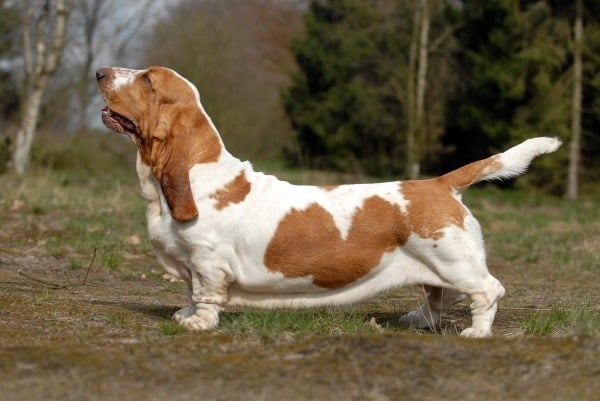 Basset hound outside