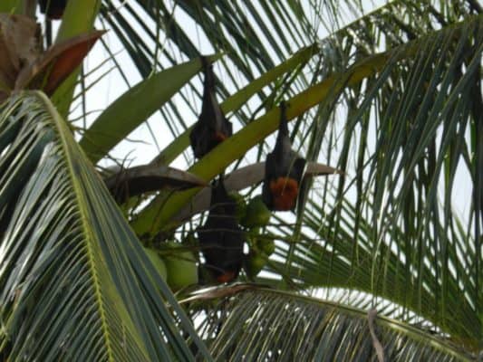 Bat Animal Facts - Chiroptera - A-Z Animals