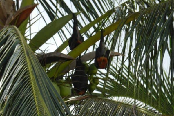 Bats in a palm tree in Kampung Juara, Pulau Tioman