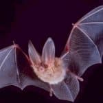 Big-eared-townsend Bat