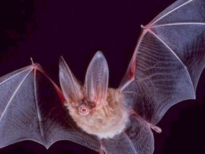 Bat Picture