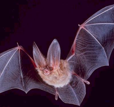Big-eared-townsend Bat